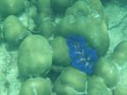 Blue-Colored Giant Clam.JPG (46 KB)
